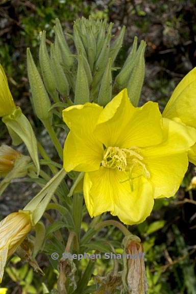 oenothera elata ssp hirsutissima 3 graphic